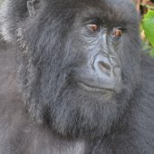  Adult Female Gorilla (Congo)